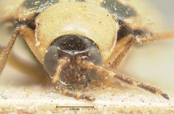 Media type: image; Entomology 18455   Aspect: head frontal view